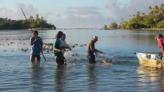 Rabbit fish season in Pohnpei Micronesia [upl. by Oates]