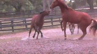 Horses fighting for hierarchy of herd order a natural behavior to be used in behavioral training [upl. by Chavez693]