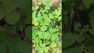 Oxalis plant growing more ampmoreyshortsplease likeampsubscribe🙏🙏🙏 [upl. by Hameean902]