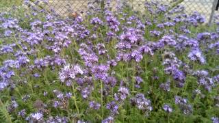 Phacelia Ein Bienenparadies [upl. by Ammamaria]