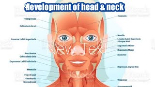 development of head amp neck embryology lecture part 01 [upl. by Theresina]