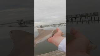 Using CROAKER To Catch My FIRST EVER SHARK Difficult Situation [upl. by Waers]