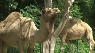 The Dromedary Camel Camelus Dromedarius One Hump [upl. by Adyam76]