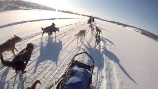 Dog Sledding in the Arctic [upl. by Ymia236]