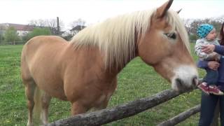 Tour  18 Mit der Familie am Ostermarkt in Schloss Hof 06042014 [upl. by Saimon]