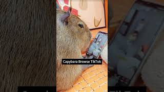 Is this Capybara really watching Tiktok [upl. by Annabella383]