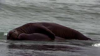 Elephant Seal amp his Calf [upl. by Jeffry]