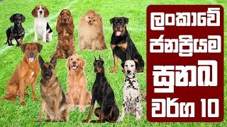 ලංකාවේ ජනප්‍රියම සුනඛ වර්ග 10  Most Popular Dog Breeds in Sri Lanka [upl. by Keffer]