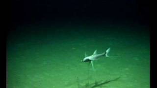 Tripod fish eyeballs ROV at 1443m deep [upl. by Elohcim]