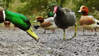 Ducks Quacking  Featuring Mallard Duck Wigeon Moorhen Rook and Mute Swan [upl. by Cilo574]