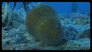 Cone Snails [upl. by Ebenezer]