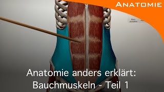 Bauchmuskeln Teil 1  Anatomie anders erklärt [upl. by Cower]