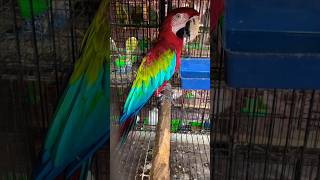 Extremely Beautiful Green Wing Macaw parrot macawparrot greenwingmacaw trending youtubeshorts [upl. by Bald]