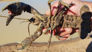 Amazing yabbying in a tiny dam with meat and string [upl. by Esila334]