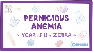 Osmosis  Pernicious Anemia Year of the Zebra [upl. by Abbotson]