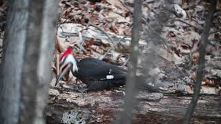 Woodpecker through Questar telescope [upl. by Ytsihc595]