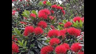 Amazing and Most Beautiful Metrosideros Tree Flowers  New Zealand Christmas Tree [upl. by Annie903]