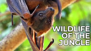 World of the Wild  Episode 6 The Jungles of Asia  Free Documentary Nature [upl. by Teerprug]