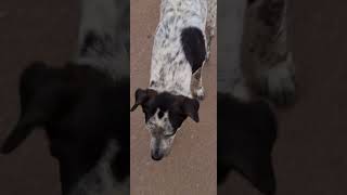 Dog is sniffing an area trending viralvideo doglover [upl. by Petulah]