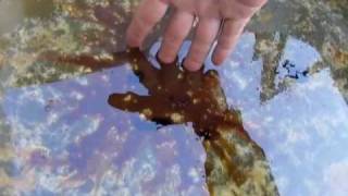 GULF OIL SPILL BPs Oil Dispersants  itopf [upl. by Schwitzer]