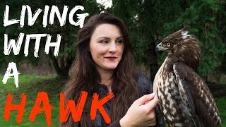 Living With a Red Tailed Hawk  Warning Graphic [upl. by Edda]