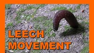 🐝 Leech locomotion 蛭は移動方法  Real Japan Monsters 日本のモンスター [upl. by Leziar]