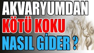 AKVARYUMDAN KOKULAR YÜKSELİYOR  Akvaryum Kokusu Nasıl Giderilir [upl. by Gish]