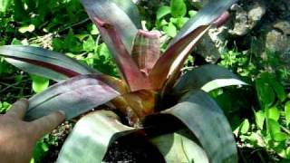 Alcantarea bromeliads explained [upl. by Adiraf]