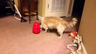 Small dog vs large Kong Wobbler [upl. by Chap]