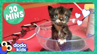 30 Minutes Of Teeny Adorable Fuzzballs  Dodo Kids  Animal Videos For Kids [upl. by Kcirdled843]