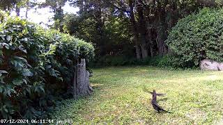 Grackles [upl. by Saxela]