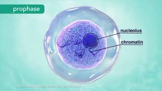 VIDEO PROSES PEMBUATAN MODEL PROFASE DARI KELOMPOK 2  KELAS XII MIPA 6  BIOLOGI [upl. by Powel605]