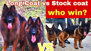 Pure Quality Long Coat German Shepherd vs Stock coat German Shepherd which is bestanimalhub381 [upl. by Rehpotsihc]