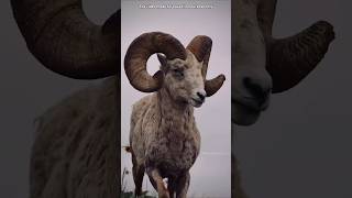 Bighorn Sheep का दिमाग हिलता क्यों नहीं By Wild Adventures [upl. by Syst]