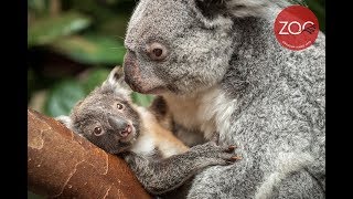 Interessante koalaweetjes en schattige babybeelden 🐨 [upl. by Fruin386]