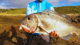 Southern Cape MUSSELCRACKERBRUSHER Fishing Adventure fishing White Mussel Cracker [upl. by Yentnuoc]