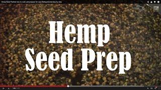 How to Prepare Hemp Seed for Fishing [upl. by Ahsenhoj630]