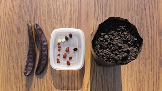 Kako uzgojiti rogač iz semena How to grow carob tree from seed [upl. by Noelle]