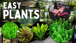 These 12 Aquarium Plants are the Easiest to Grow [upl. by Ellenyl]