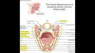 Fascial Spaces [upl. by Etnovert]