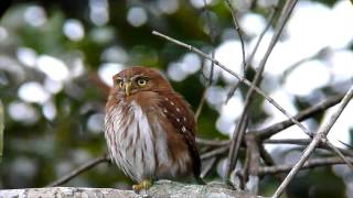 Ferruginous Pygmy Owl [upl. by Pius]