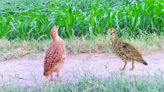 Beautiful partridge in Nawab Shah Sindh [upl. by Llydnek]