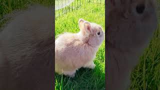 How cute is this Netherland Dwarf rabbit [upl. by Vasya487]