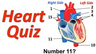 Circulatory System Musical Quiz Heart Quiz [upl. by Acissey]