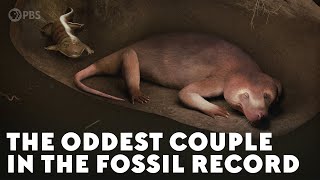 The Oddest Couple in the Fossil Record [upl. by Ramsden971]