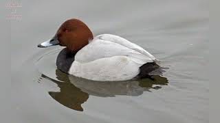 Common Pochard duck Aythya ferina call sound and pictures volcanoofbeauty5481 [upl. by Pammy]