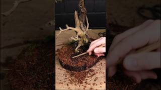 Reviving a depressed larch bonsai bonsai [upl. by Lexis]