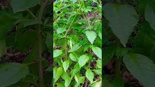 Bunch of Pokeweed hikingadventures outdoors medicinalherbs medicinalplants plantidentification [upl. by Mirna]