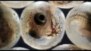 Fish hatching from eggs under the microscope [upl. by Clemente962]