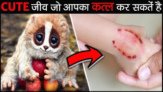 7 नल्ले दिखने वाले जीव जो आपकी जान ले सकतें है 7 Cutest Animals That Can Kill You [upl. by End254]